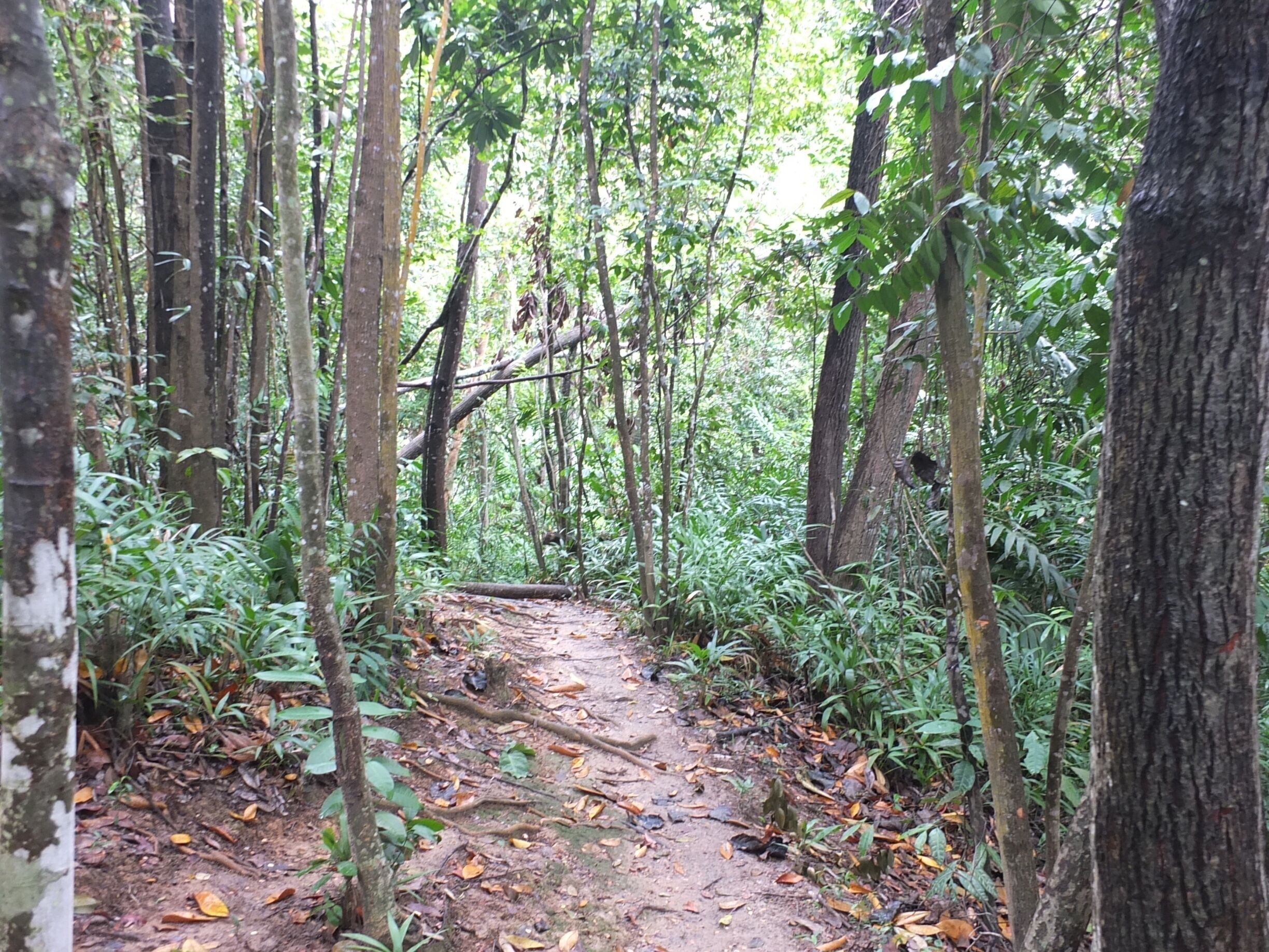 Jungle trek in Manukan Island