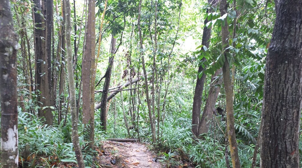 Jungle trek in Manukan Island