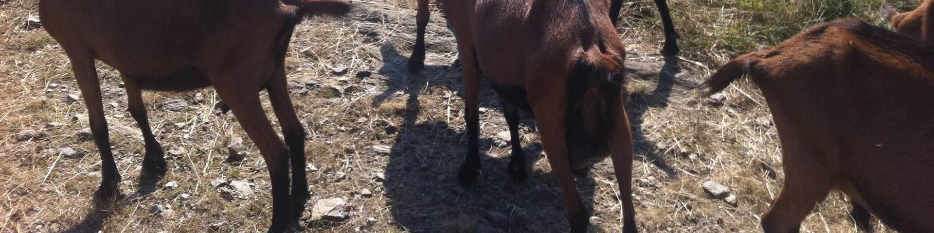 Pâturage pret de chez moi