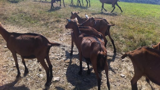 Pâturage pret de chez moi