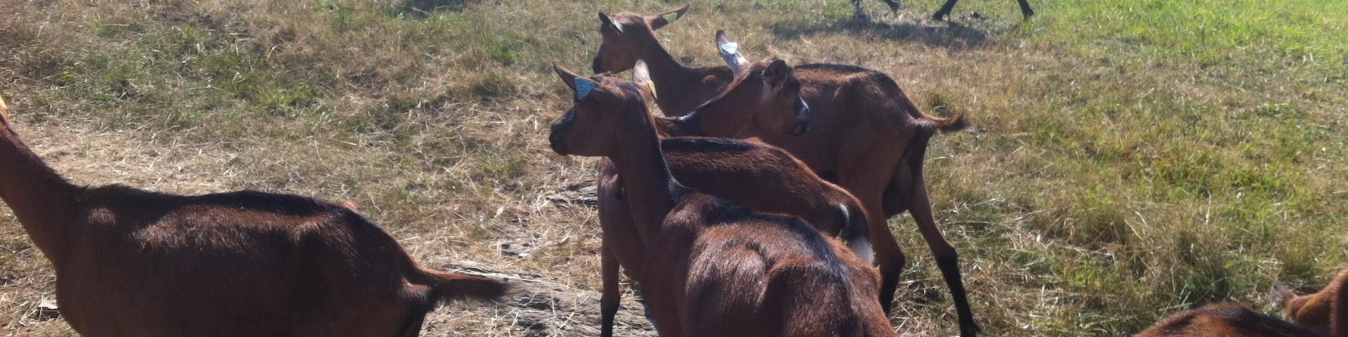 Pâturage pret de chez moi