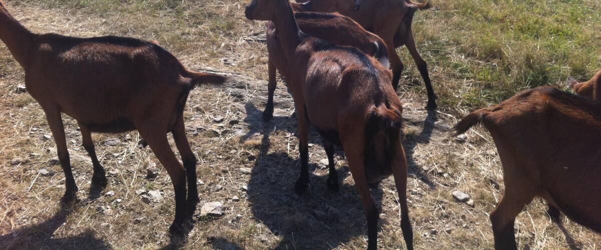 A herd of goats grazing on a hillside with a forested background.