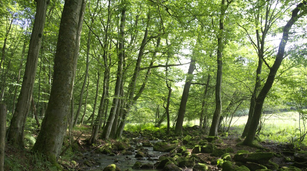 Höllerskopfbach tributary stream to Horloff (River) SW of Höllerskopf (Mountain), Gonterskirchen, Laubach, Hesse, Germany