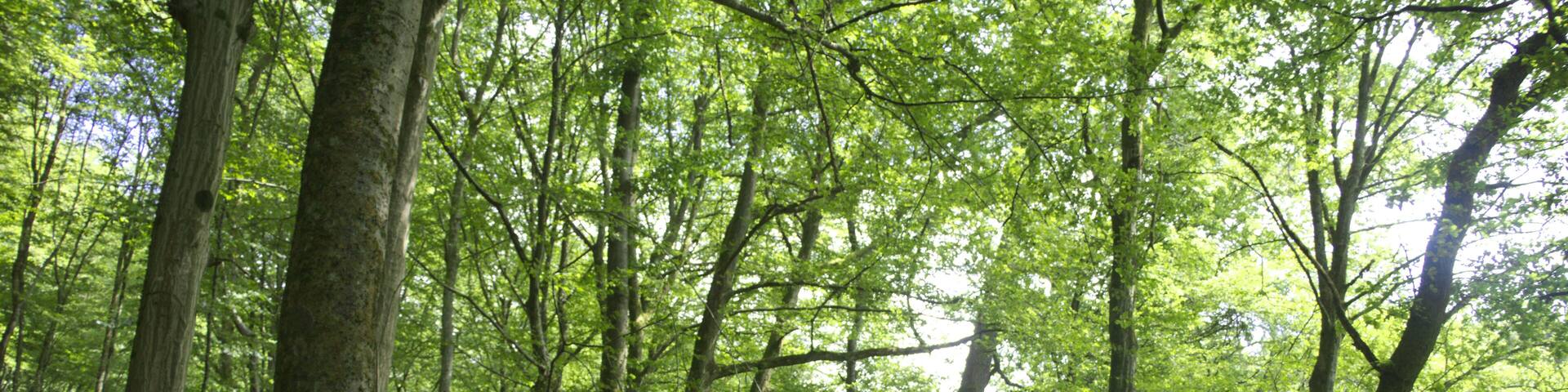 Höllerskopfbach tributary stream to Horloff (River) SW of Höllerskopf (Mountain), Gonterskirchen, Laubach, Hesse, Germany