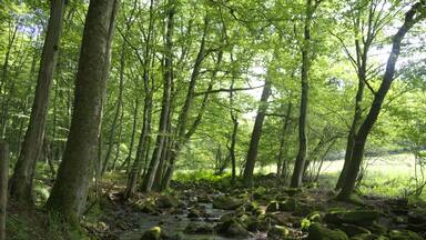 Höllerskopfbach tributary stream to Horloff (River) SW of Höllerskopf (Mountain), Gonterskirchen, Laubach, Hesse, Germany