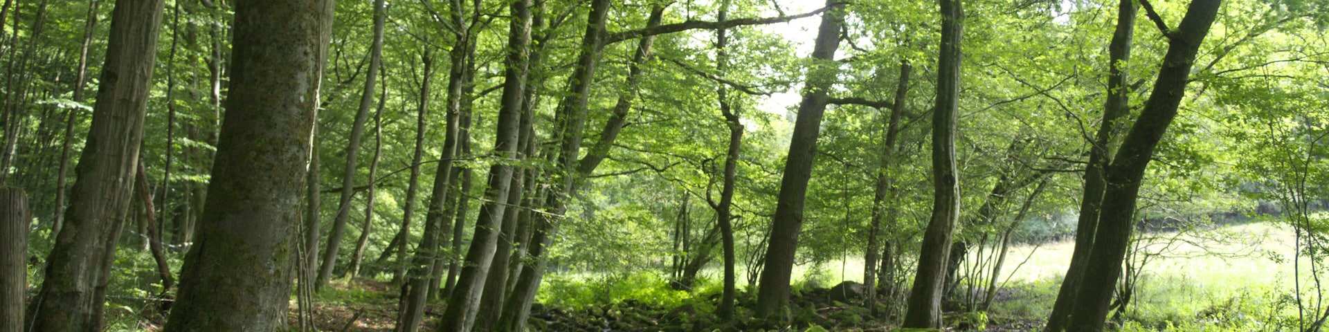 Höllerskopfbach tributary stream to Horloff (River) SW of Höllerskopf (Mountain), Gonterskirchen, Laubach, Hesse, Germany