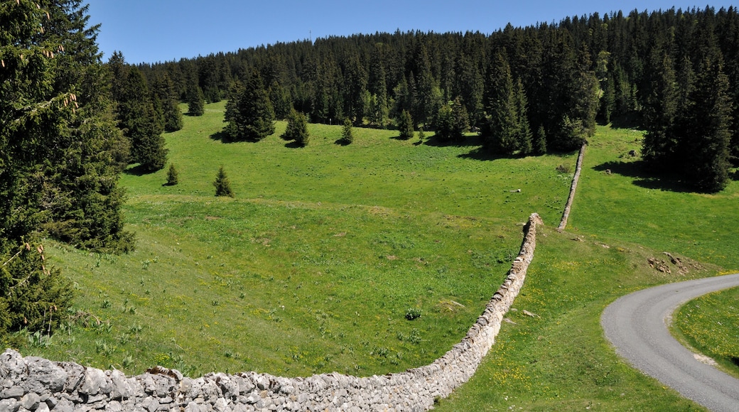 Parc Jura vaudois - die typischen Mauern aus Feldsteinen beim Cret de la Neuve
