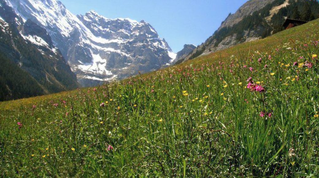 Hiking in the Swiss Alps
