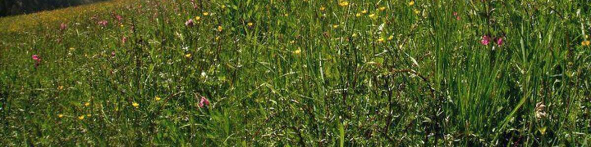 Hiking in the Swiss Alps