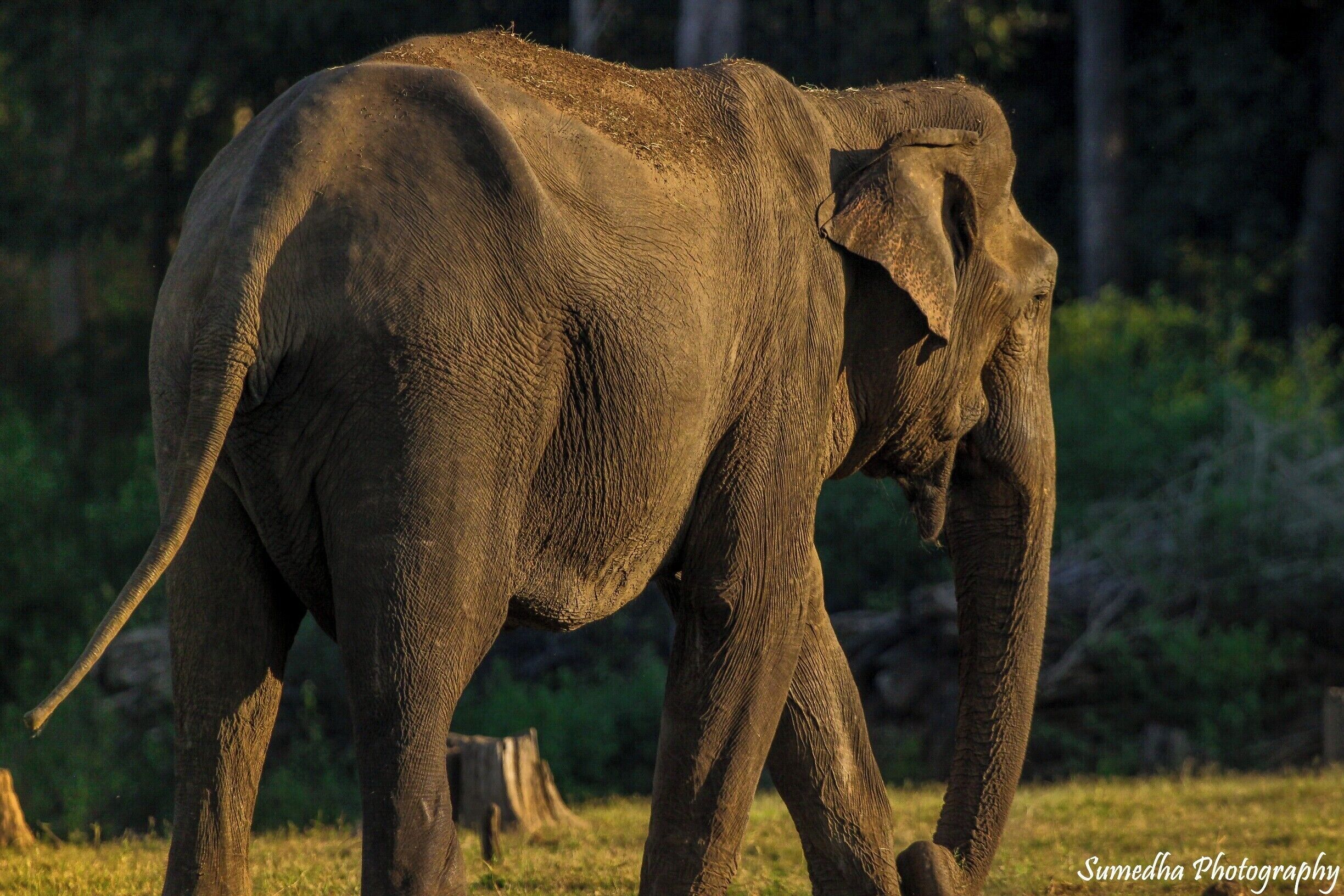 And this happened. On one of the most amazing jungle safaris of my life, on a boat in Kabini, watching the whole jungle come alive and me clicking away to glory, I witnessed this tuskless male elephant happily grazing by the river, some 400 meters close to our boat. I pick up my camera to capture this beauty but alas see my battery ditching me. Luckily unluckily all I could get with my dead battery was one last pic on the camera of this elegant giant not in the best frame but still capturing the magnificent beauty of our Indian pride. The texture and lines of his skin speaks about the years of his rustic experience in the wilderness.