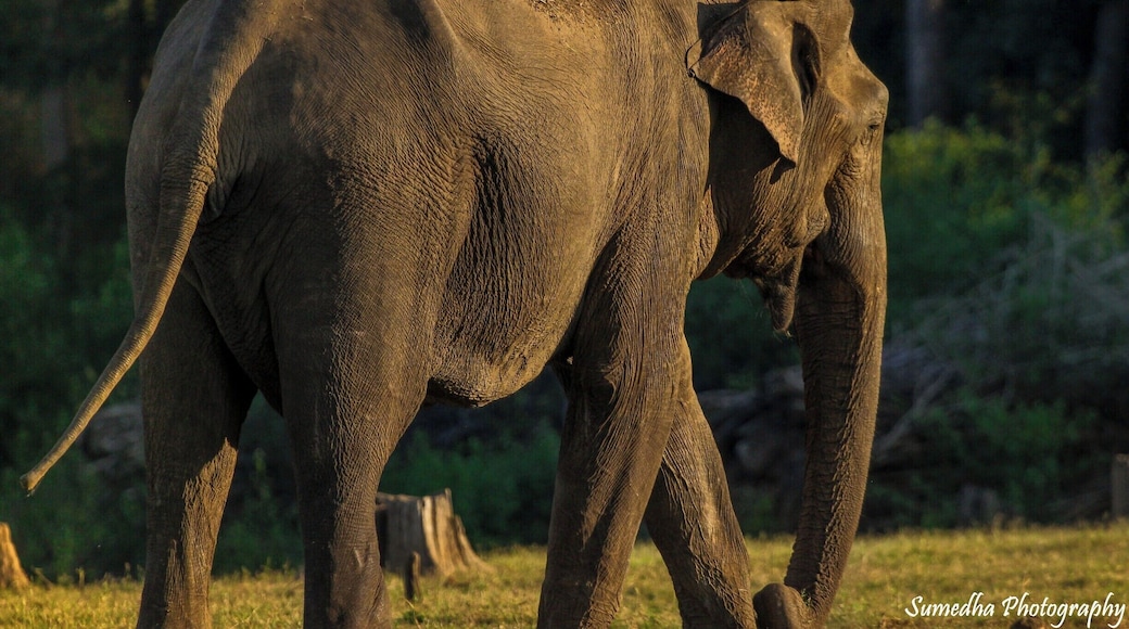 And this happened. On one of the most amazing jungle safaris of my life, on a boat in Kabini, watching the whole jungle come alive and me clicking away to glory, I witnessed this tuskless male elephant happily grazing by the river, some 400 meters close to our boat. I pick up my camera to capture this beauty but alas see my battery ditching me. Luckily unluckily all I could get with my dead battery was one last pic on the camera of this elegant giant not in the best frame but still capturing the magnificent beauty of our Indian pride. The texture and lines of his skin speaks about the years of his rustic experience in the wilderness.