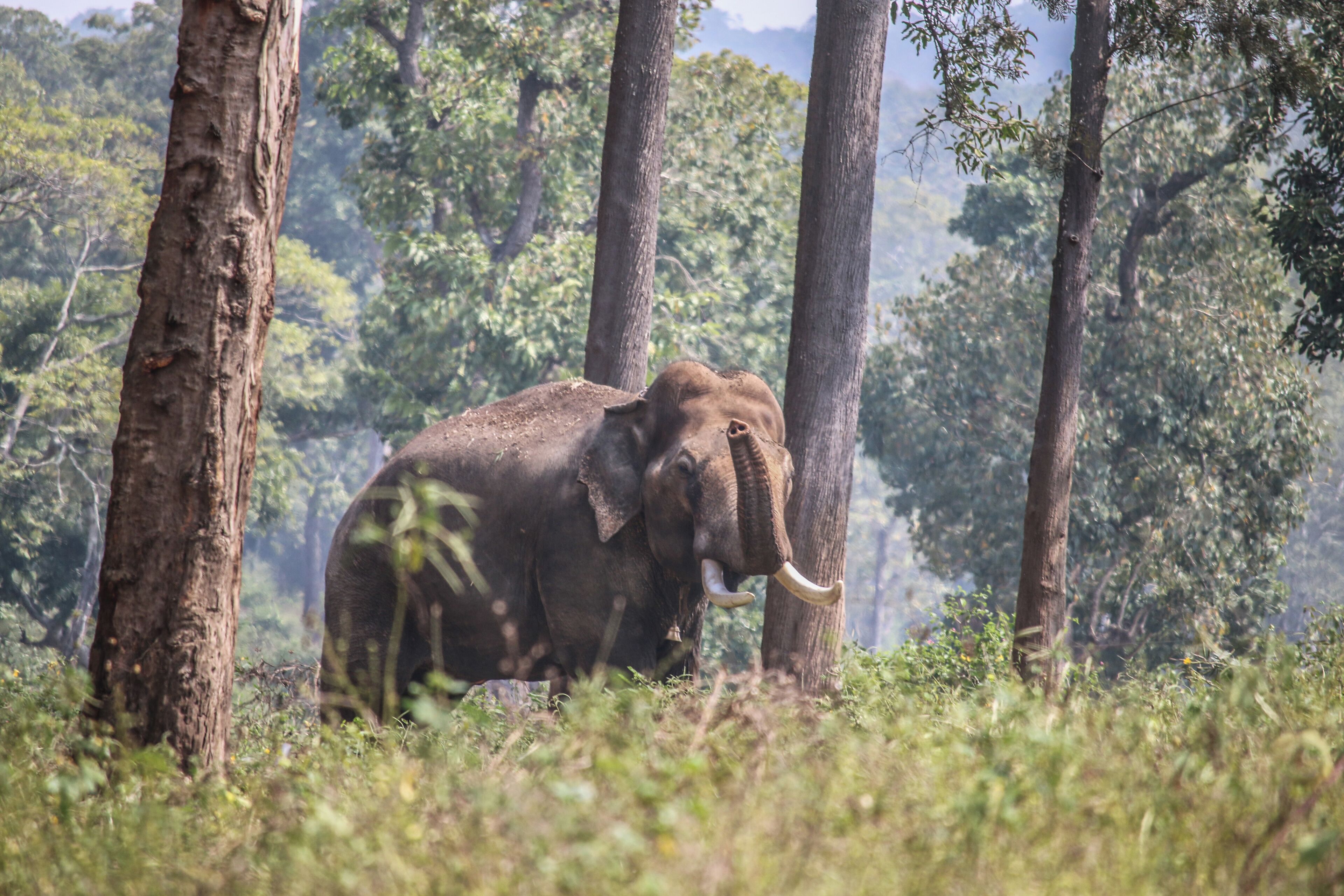 Dubare is a forest camp on the banks of the river Kaveri in the district of Kodagu, Karnataka, India. The elephants that are used in the Mysore Dussehra celebrations are usually  trained at Dubare elephant camp.
You get to see the giant creatures walking just next to you. #perspectives