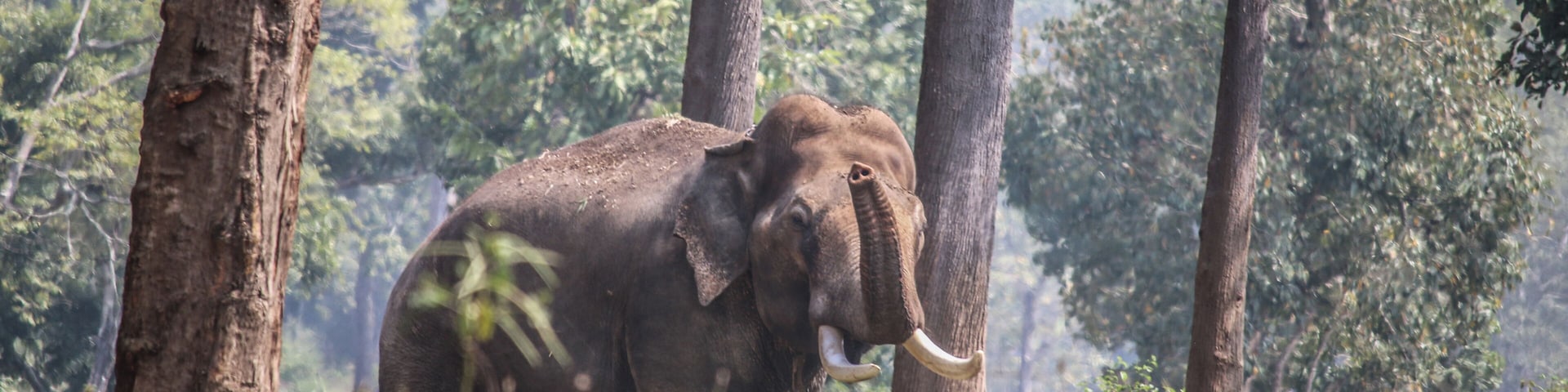 Un elefante en un bosque con árboles altos y follaje verde.