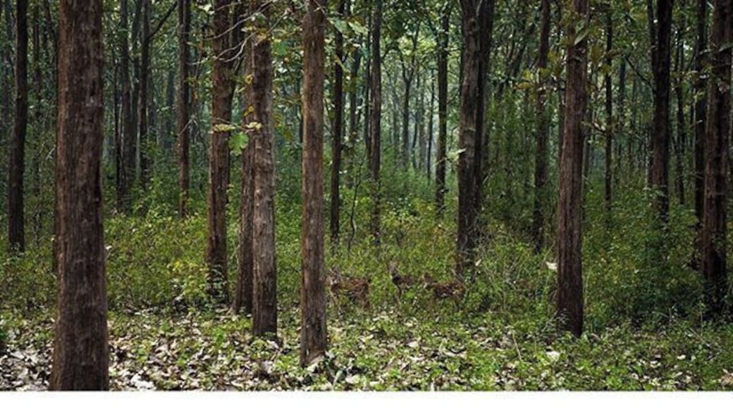 Nagarhole National Park, #Coorg, #India
#Nagarhole National Park is a tiger reserve in Coorg, #Karnataka, a state in south India. We didn't see the tiger but did see the Indian bison, wild hogs, mongoose and the famous Malabar giant squirrel. Sighting or not, it's a highly recommended experience. The early morning air, the smells and sounds of the forest - it's overwhelming being there witnessing it all!
Read more on Coorg and near by places http://sandeepachetan.com/coorg-coffee-jungle-india/