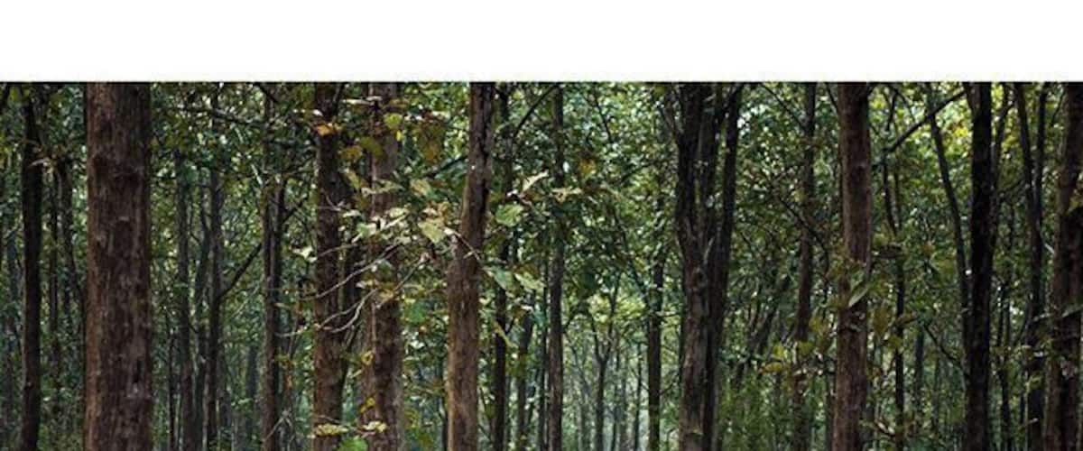 Nagarhole National Park, #Coorg, #India
#Nagarhole National Park is a tiger reserve in Coorg, #Karnataka, a state in south India. We didn't see the tiger but did see the Indian bison, wild hogs, mongoose and the famous Malabar giant squirrel. Sighting or not, it's a highly recommended experience. The early morning air, the smells and sounds of the forest - it's overwhelming being there witnessing it all!
Read more on Coorg and near by places http://sandeepachetan.com/coorg-coffee-jungle-india/