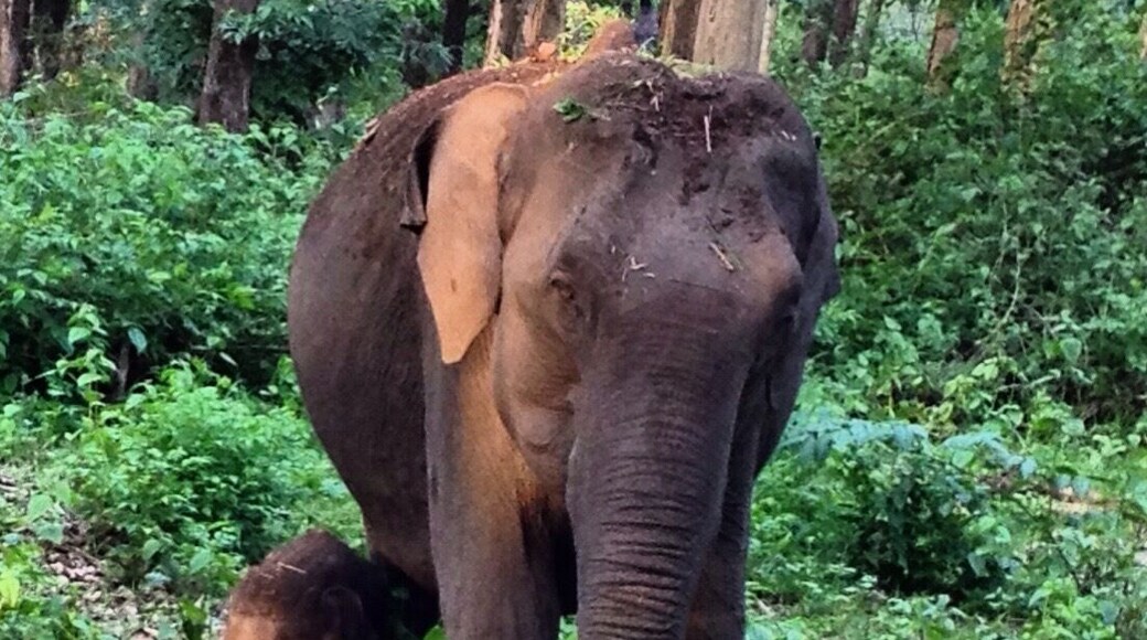 Spotted during our evening safari.