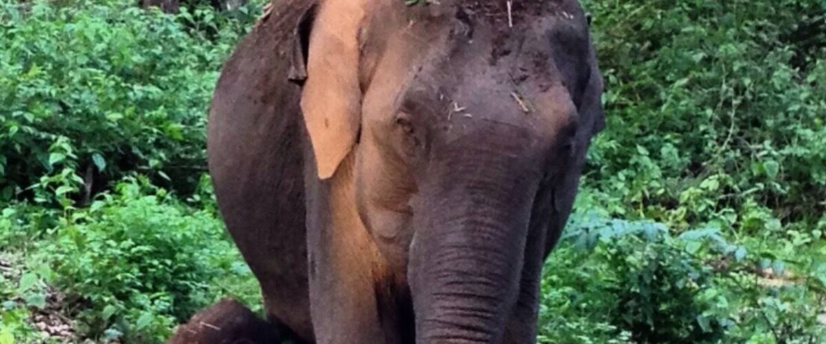 Spotted during our evening safari.