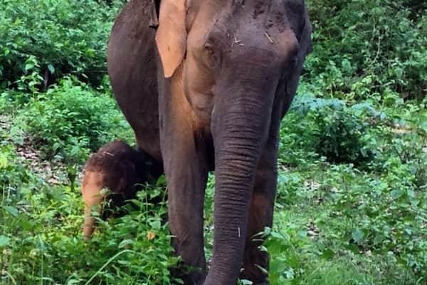 Spotted during our evening safari.