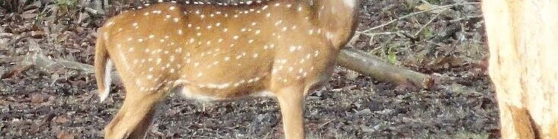 A deer with white spots in a forest with trees and fallen leaves.