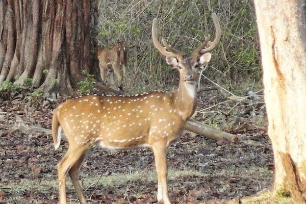 Ein Reh mit weißen Flecken in einem Wald mit Bäumen und herabgefallenen Blättern.