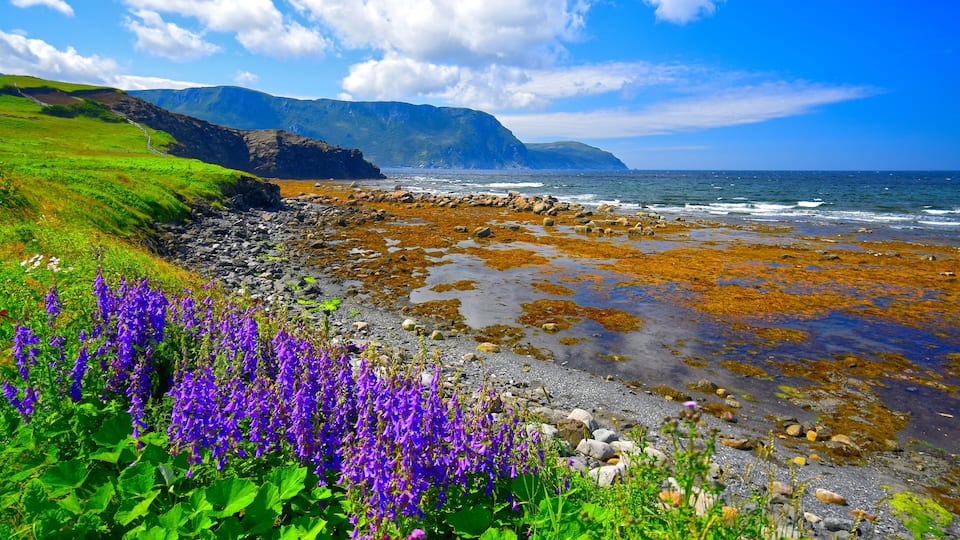 A rocky shoreline with purple flowers and green grass, a clear blue sky, and distant mountains.