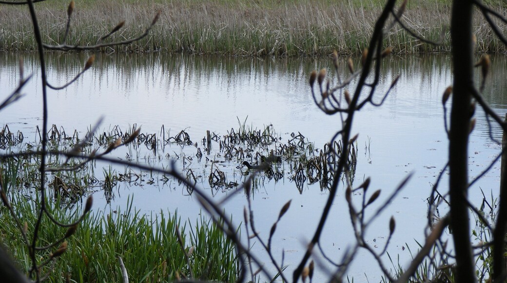 Bilder aus der Region Mutzschen und Wermsdorf und dem Landschaftsschutzgebiet Wermsdorfer Forst. Die Bilder sind am Saubach aufgenommen