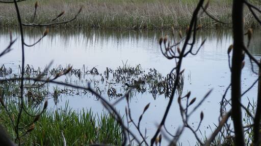 Bilder aus der Region Mutzschen und Wermsdorf und dem Landschaftsschutzgebiet Wermsdorfer Forst. Die Bilder sind am Saubach aufgenommen