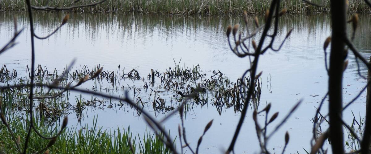 A pond surrounded by tall grasses and reeds.