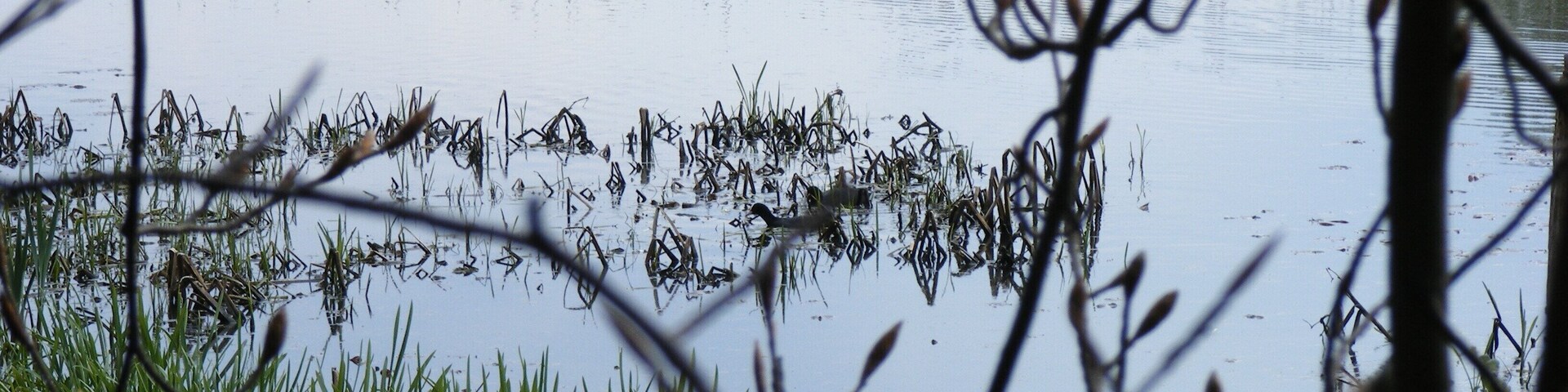 A pond surrounded by tall grasses and reeds.