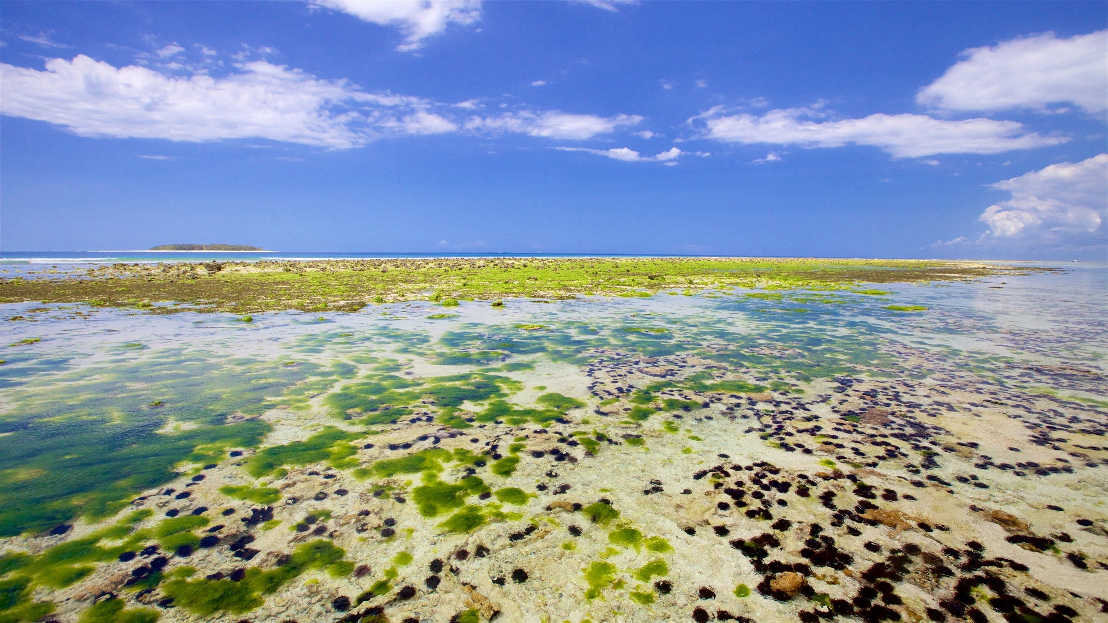 A coastal landscape with clear turquoise waters, green seaweed, and rocky shores.