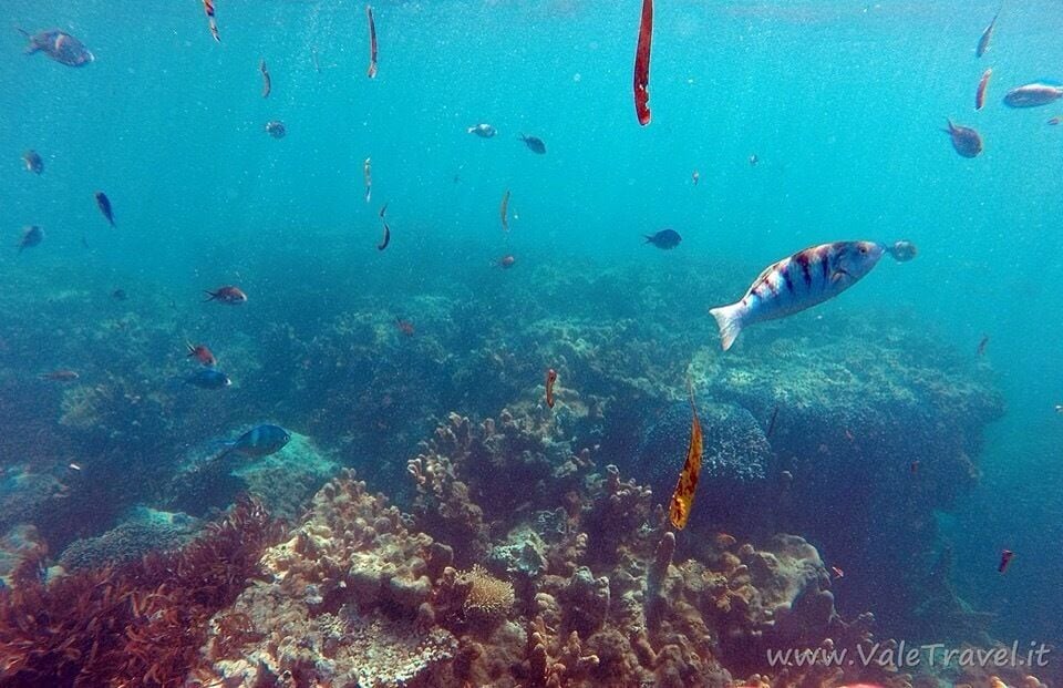 An underwater scene with a variety of fish swimming around a coral reef.