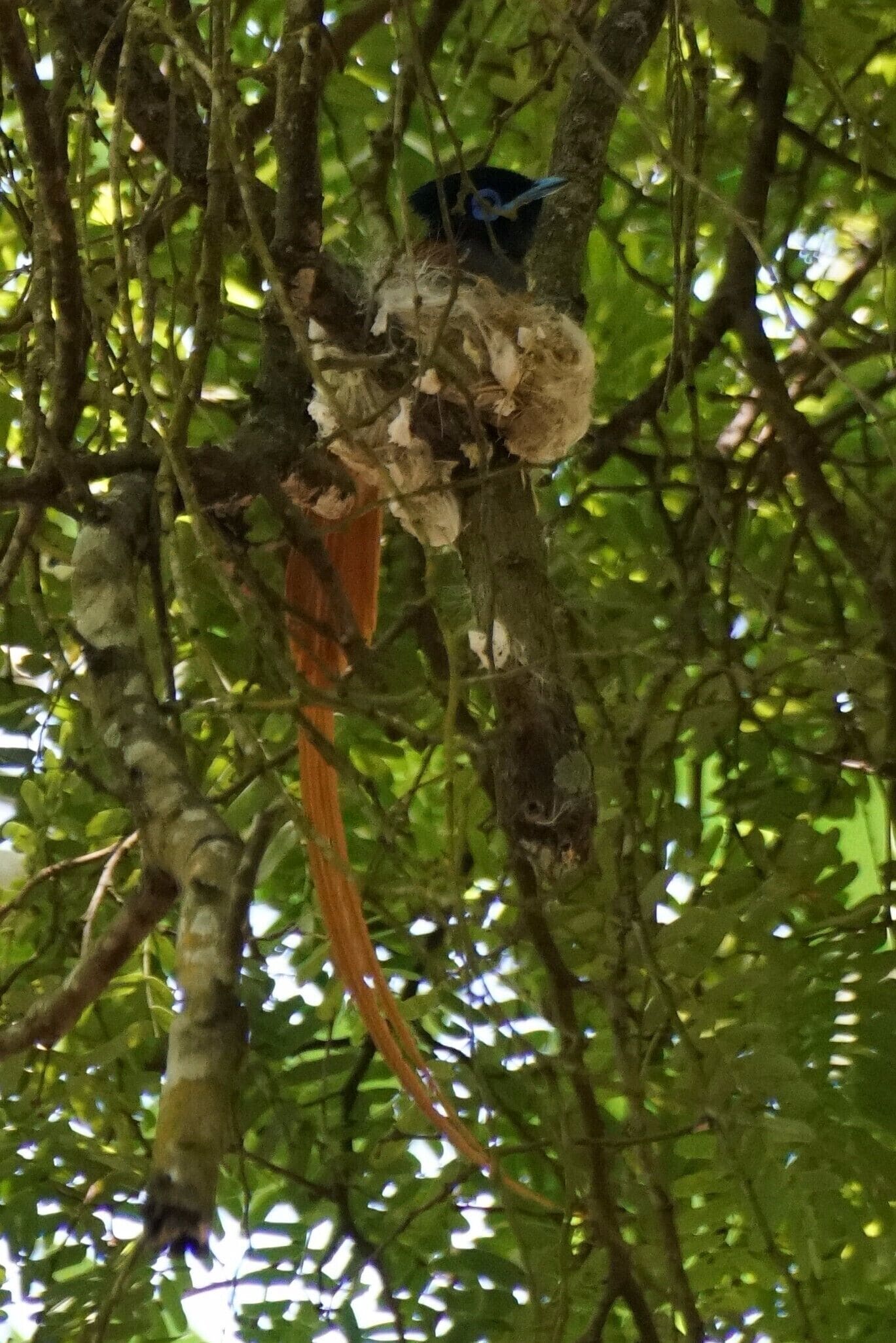 Prison Island is a short boat trip from Stone Town.  The Giant Tortoises live here, but so do some other creatures.  This is a male Paradise Flycatcher at his nest.