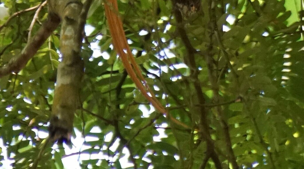 Prison Island is a short boat trip from Stone Town. The Giant Tortoises live here, but so do some other creatures. This is a male Paradise Flycatcher at his nest.