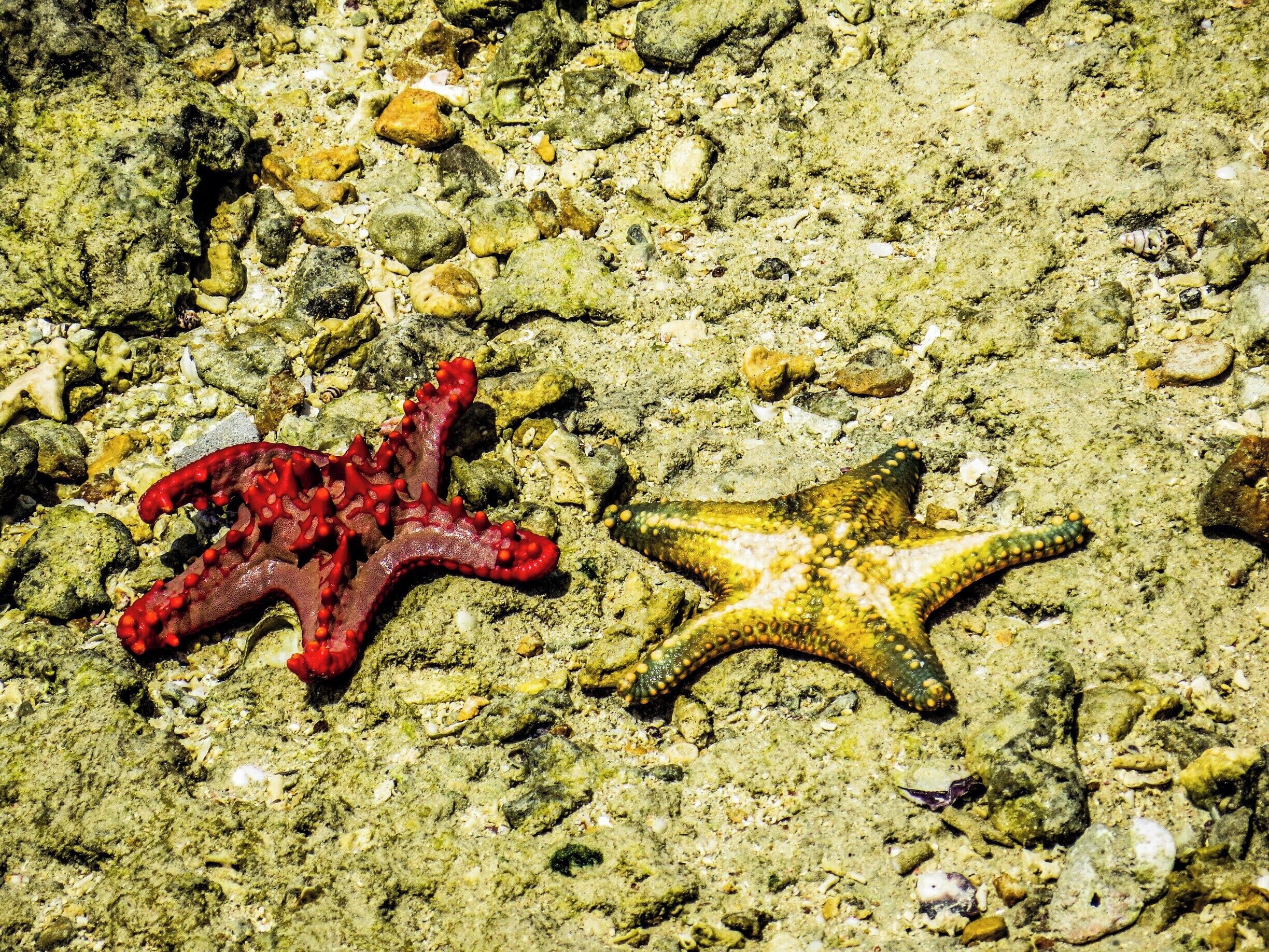 Starfishes in Prison Island - Zanzibar, Tanzania.
