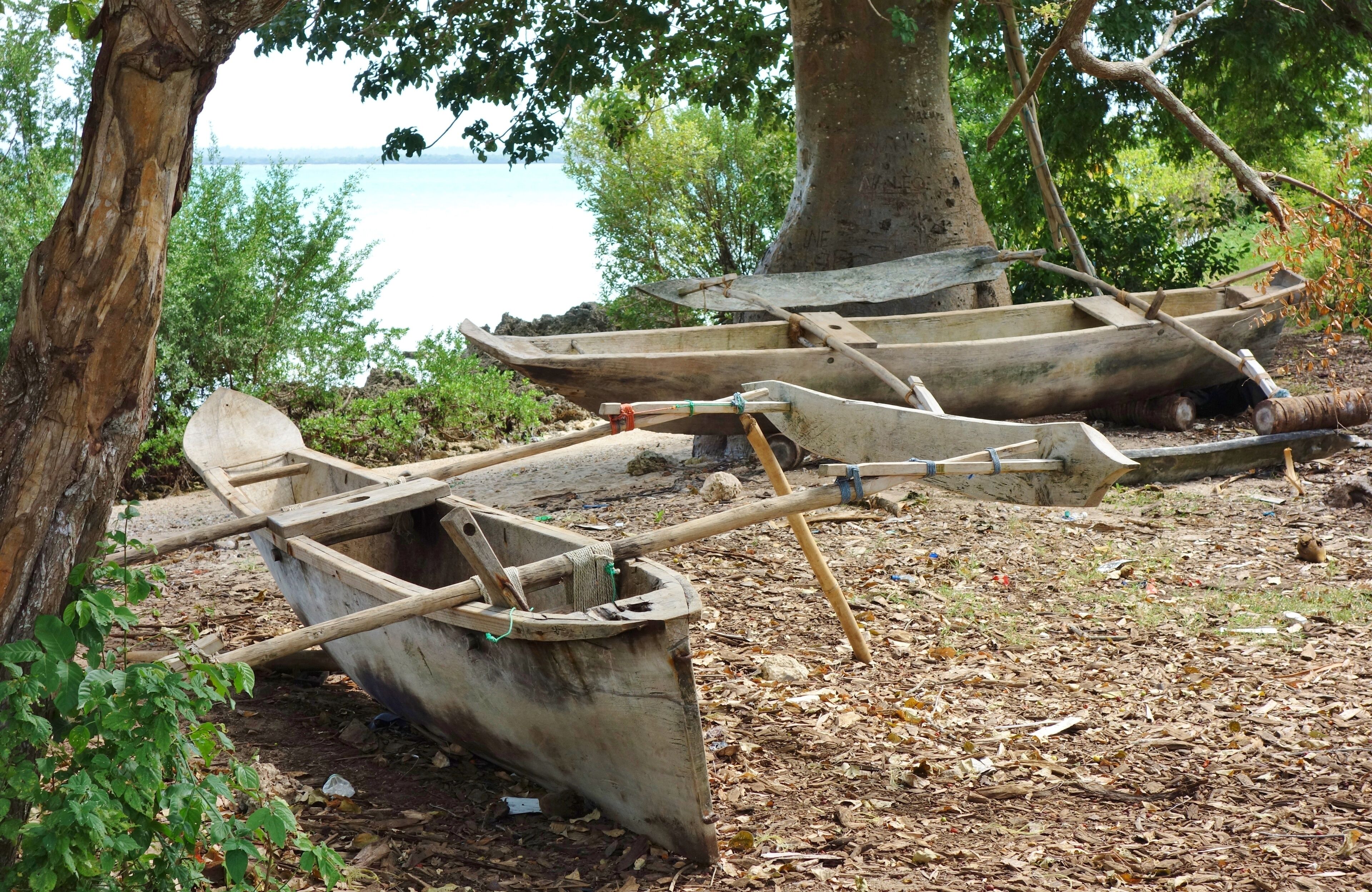 The Jozani Chwaka Bay National Park in Zanzibar, Tanzania