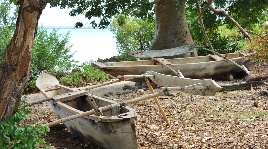 The Jozani Chwaka Bay National Park in Zanzibar, Tanzania