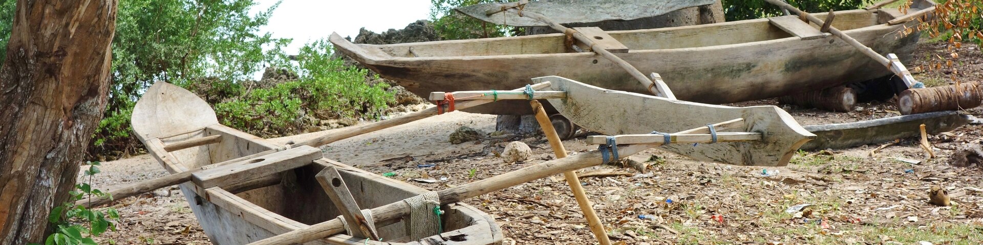Varias embarcaciones de madera atadas a árboles cerca de un cuerpo de agua.