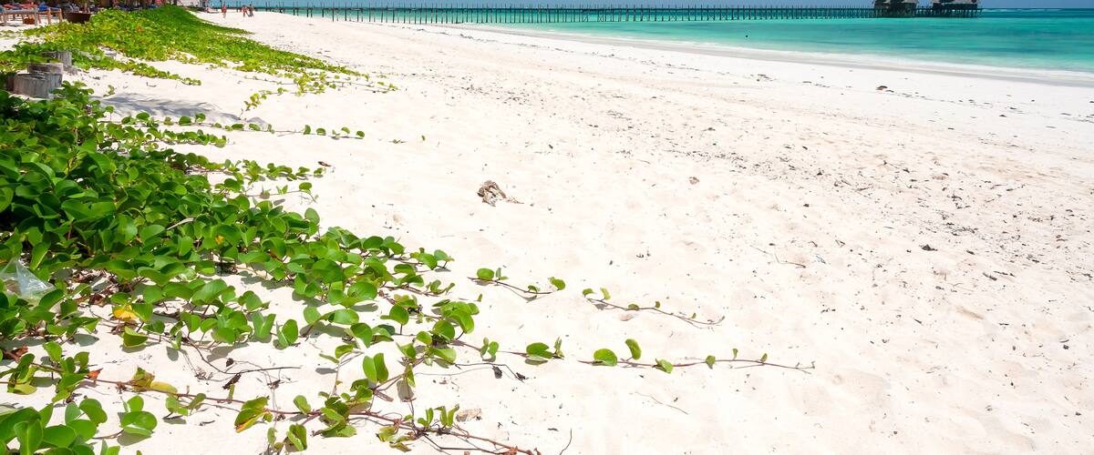 A white sandy beach with green vegetation and a clear blue sky.