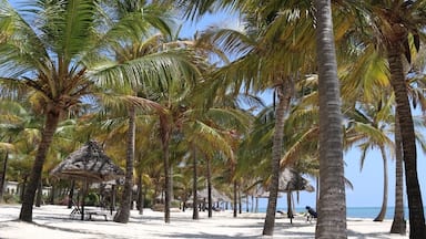 A beach with palm trees and thatched umbrellas.