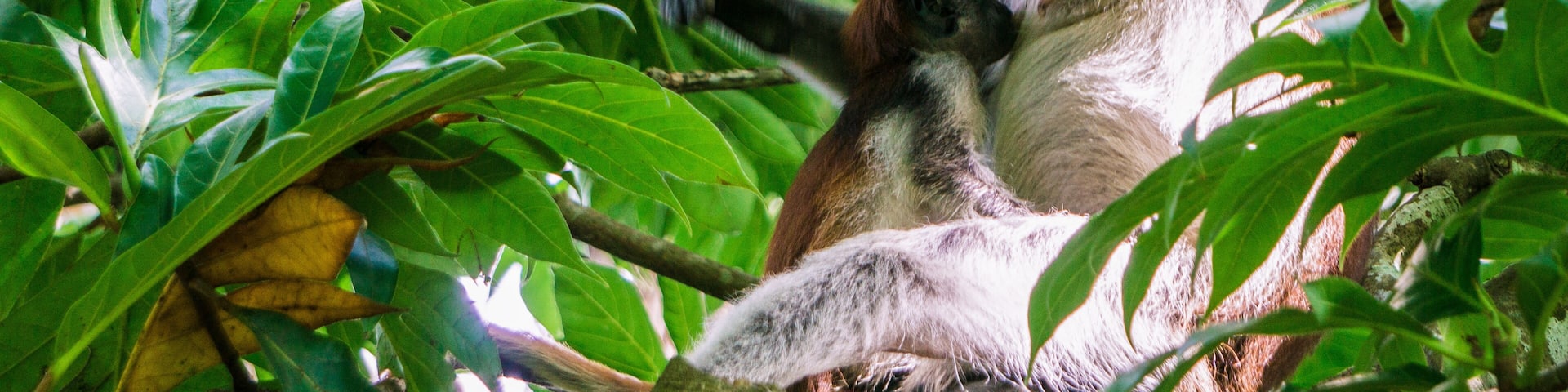 Red colobus monkey Tansania Sansibar Südafrika