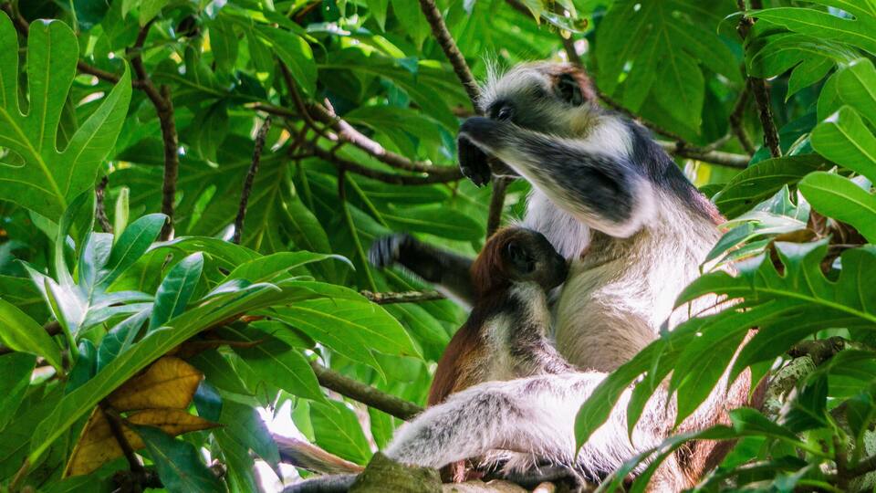 A lemur with its offspring in a lush green forest.