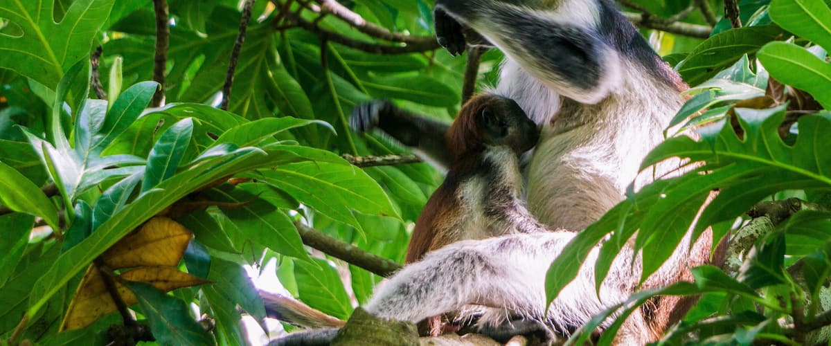 A lemur with its offspring in a lush green forest.