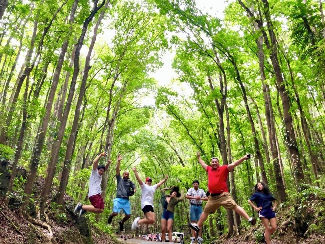 #bohol #man-madeforest #philippines #nature