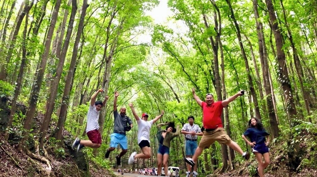 #bohol #man-madeforest #philippines #nature