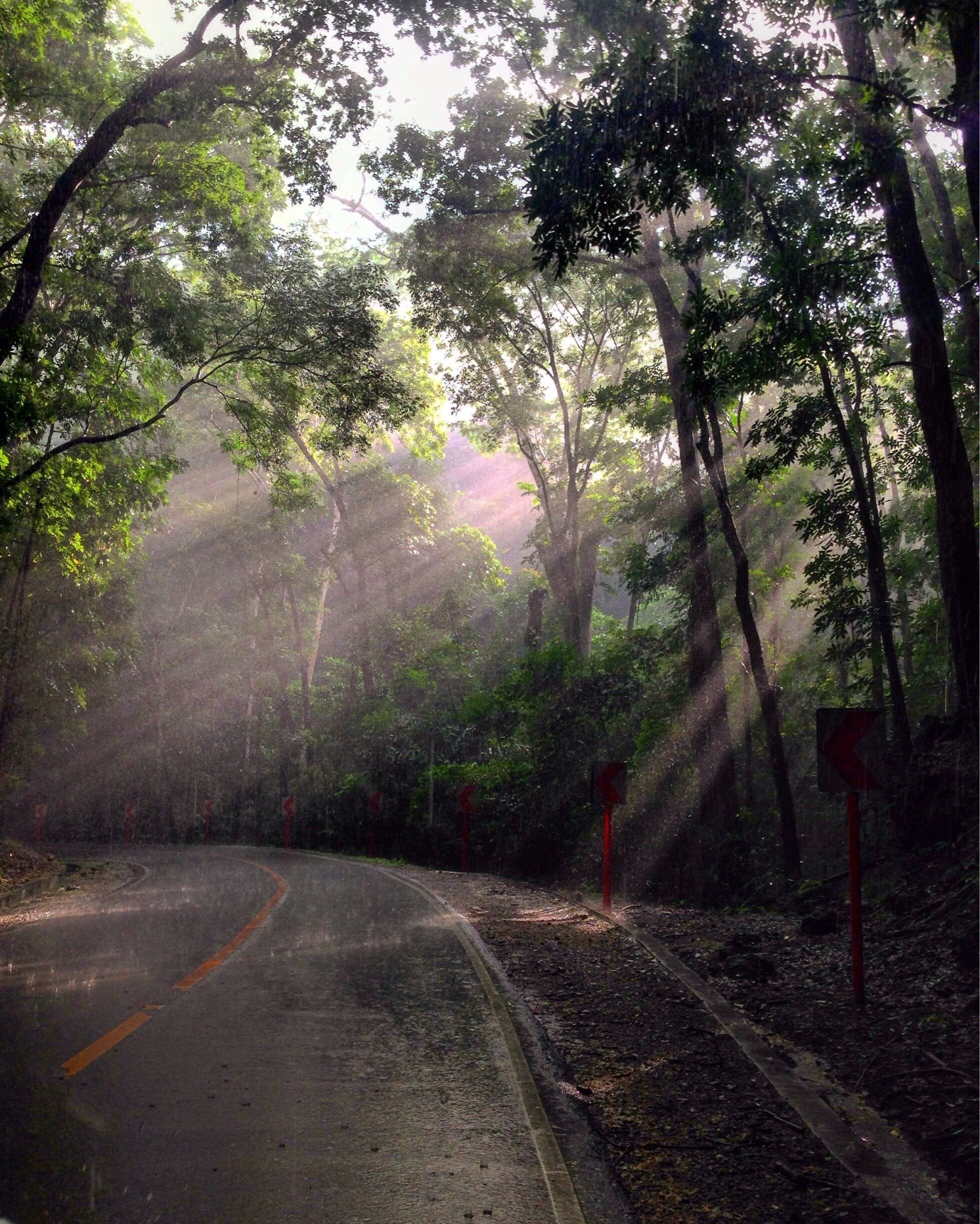 Sun rays filtering through a man made mahogany forest which is a dead zone as mahogany is an alien plant for this part of phillipines. All the birds and insects stay away and there's an eerie silence which is broken by the traffic noise in the 2 km stretch. 