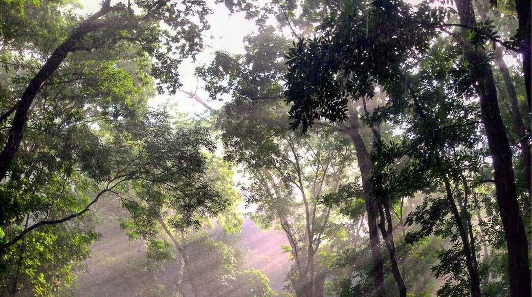 Sun rays filtering through a man made mahogany forest which is a dead zone as mahogany is an alien plant for this part of phillipines. All the birds and insects stay away and there's an eerie silence which is broken by the traffic noise in the 2 km stretch.