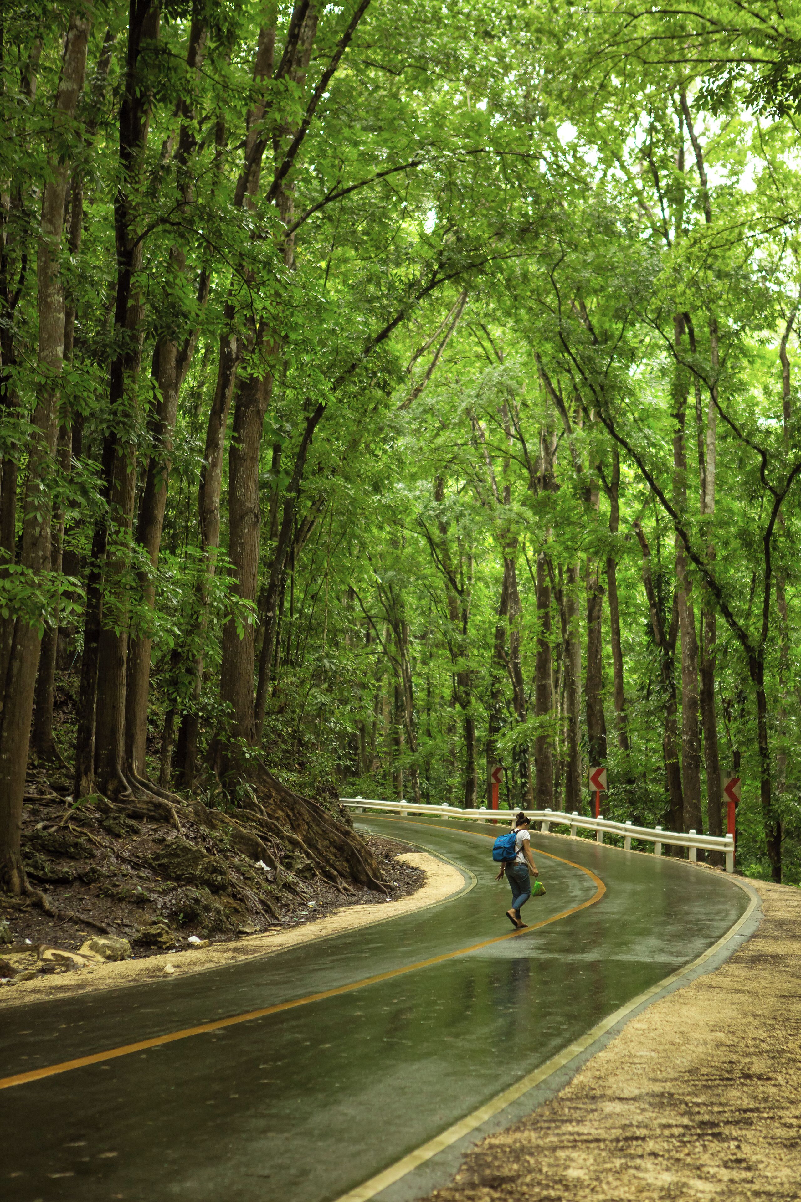 Humbled and in awe of the towering mahogany trees in Bohol's Manmade Forest in the town of Bilar.