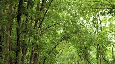 A winding road through a dense forest with tall trees and a person walking with a backpack.
