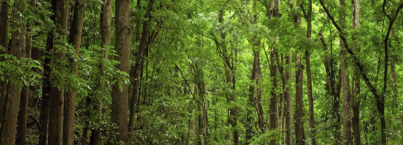 Eine kurvenreiche Straße führt durch einen dichten Wald mit hohen Bäumen, während eine Person mit Rucksack unterwegs ist.
