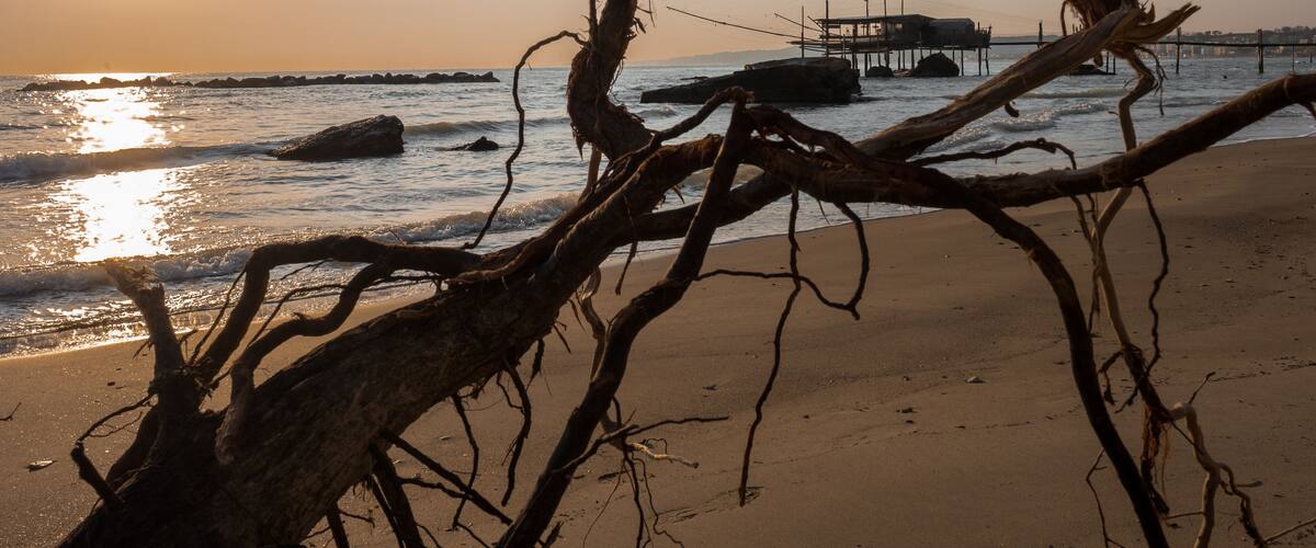 A beach with a fallen tree trunk, ocean waves, and a pier in the background.